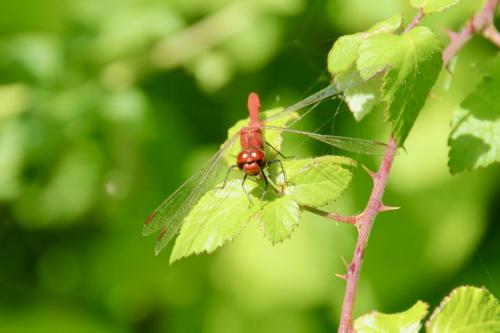 Sympetrum sanguineum